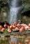 Group of Carribean flamingos