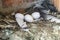 group of carrier pigeons resting