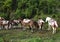 Group of the carrying horses, in Nepal