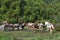 Group of carrying horses, in Nepal