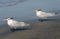 Group of Caspian Terns at surf line of La Jolla beach