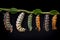 a group of caterpillar larvae hanging on a branch. Generative Ai
