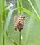 Group of Caterpillars in Spring