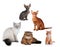 Group of cats different breed isolated