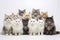 A group of cats of different breeds sitting in a raw in a white background