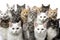 A group of cats of different breeds sitting in a raw in a white background