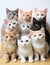 Group of cats with different color eyes on white background, closeup