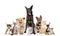 Group of cats and dogs in front. looking at camera