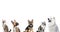 Group of cats and dogs looking up on white background