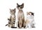 Group of cats sitting, isolated