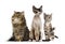 Group of cats sitting, isolated