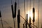 Group of cattail plants against the setting sun, silhouettes of plants in winter against the sky