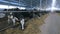 Group of cattle chewing hay in modern farm building.