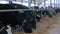 Group of cattle chewing hay in modern farm building.