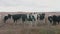 Group cattle of curious friendly young black white milk cows