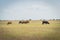 Group of cattle egrets flying near grazing cows on prairie ranch in Waxahachie, Texas, America