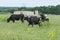 Group of cattle in a field with oil tanks in background