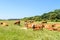 Group of cattle grazing in the vast green meadow
