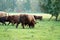 Group of cattles grazing in the farm