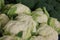 Group of cauliflowers with green leaves.