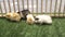 Group of cavy or guinea pigs playing