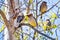 A group of Cedar Waxwing Bombycilla cedrorum sitting in a birch tree on a sunny spring day, San Francisco bay area, California