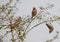 Group of Cedar Waxwings