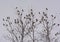 Group of Cedar Waxwings sitting on the branches of a bare tree