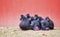 Group of Celebes crested macaques Macaca nigra