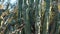 A group of Cereus Cacti in Arizona, Phoenix Botanical Garden