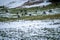 Group of chamois grazing in the snow. Rupicapra rupicapra in winter in Switzerland