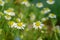 Group of Chamomile blossom in garden
