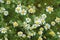 Group of Chamomile blossom in garden