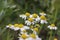 A group chamomile flowers in the countryside