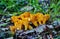 Group of chanterelle mushroom in the wood, CANTHARELLUS CIBARIUS