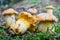 Group of Chanterelle mushrooms