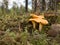 Group chanterelles growing on moss