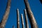 Group of charred wooden poles