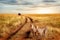 Group of cheetah in the Serengeti National Park on a sunset background. Wildlife natural image. African safari