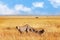 Group of cheetahs in the African savannah. Tanzania, Serengeti National Park. Wild life of Africa.