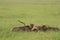 Group of cheetahs feeding on an impala carcass.