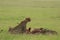 Group of cheetahs feeding on an impala carcass.