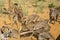 Group of Cheetahs fighting for food, Namibia. Selective focus