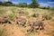 Group of Cheetahs looking for food