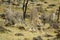 Group of Cheetahs in Masai Mara National Reserve surrounded by golden grassA