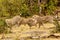 Group of Cheetahs running around in Masai Mara National Reserve surrounded by greenery