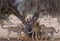 Group of cheetahs standing under the dry tree