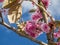 Group of cherry blossoms on the branch