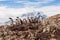 Group of chick penguins on the stone nest on the Antarctica background. Gentoo baby, Argentine Islands antarctic region