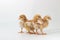 Group of Chick, Rhode Island Red Chicken